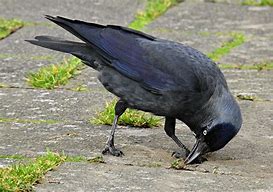peck at